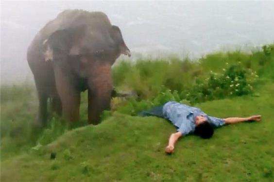 سلفی مرگبار در هند؛ گردشگر زیر پای فیل وحشی