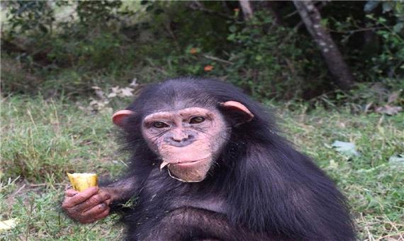 آخرین وضعیت "باران" شامپانزه ایرانی بعد از انتقال به کنیا