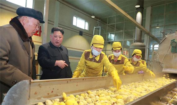 رهبر کره شمالی و سیب زمینی +عکس
