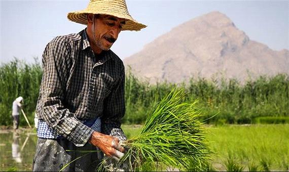 ثروتمندان پارسال 17  برابر کم درآمدها برنج ایرانی مصرف کردند