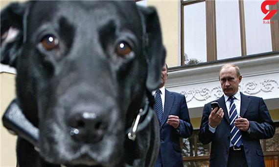 عکس سگ پوتین