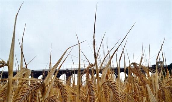 احتمال افزایش قیمت جهانی گندم در پی ممنوعیت صادرات گندم توسط هند