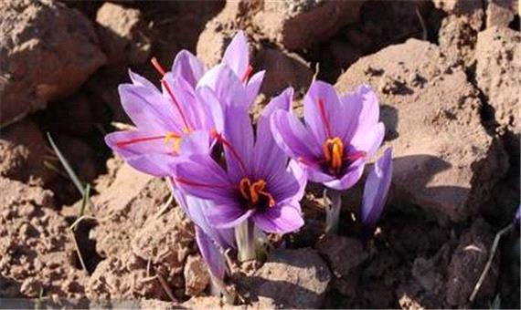 سهم ناچیز ایران در بازار جهانی زعفران علی‌رغم 95 درصد تولید!