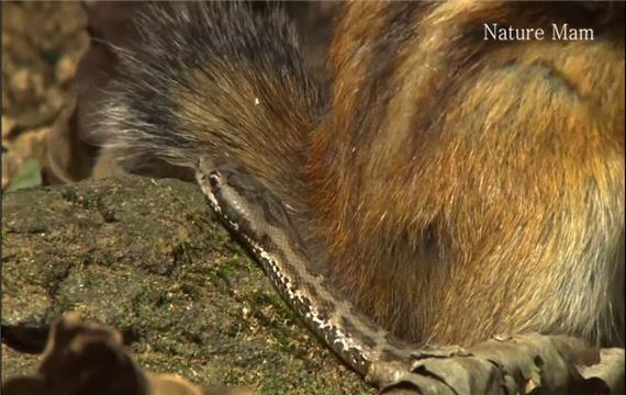 کلیپ کمتر دیده شده بسیار عجیب زنده زنده خوردن مار بیچاره توسط سنجاب گیاهخوار HD