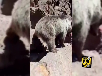 کوهنوردان، خرس سبلان را از طبیعت حذف کردند!