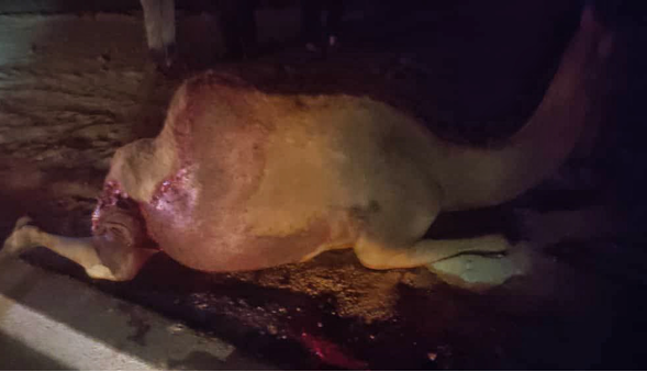تصادف خودرو با شتر در محور جاسک ـ لیردف