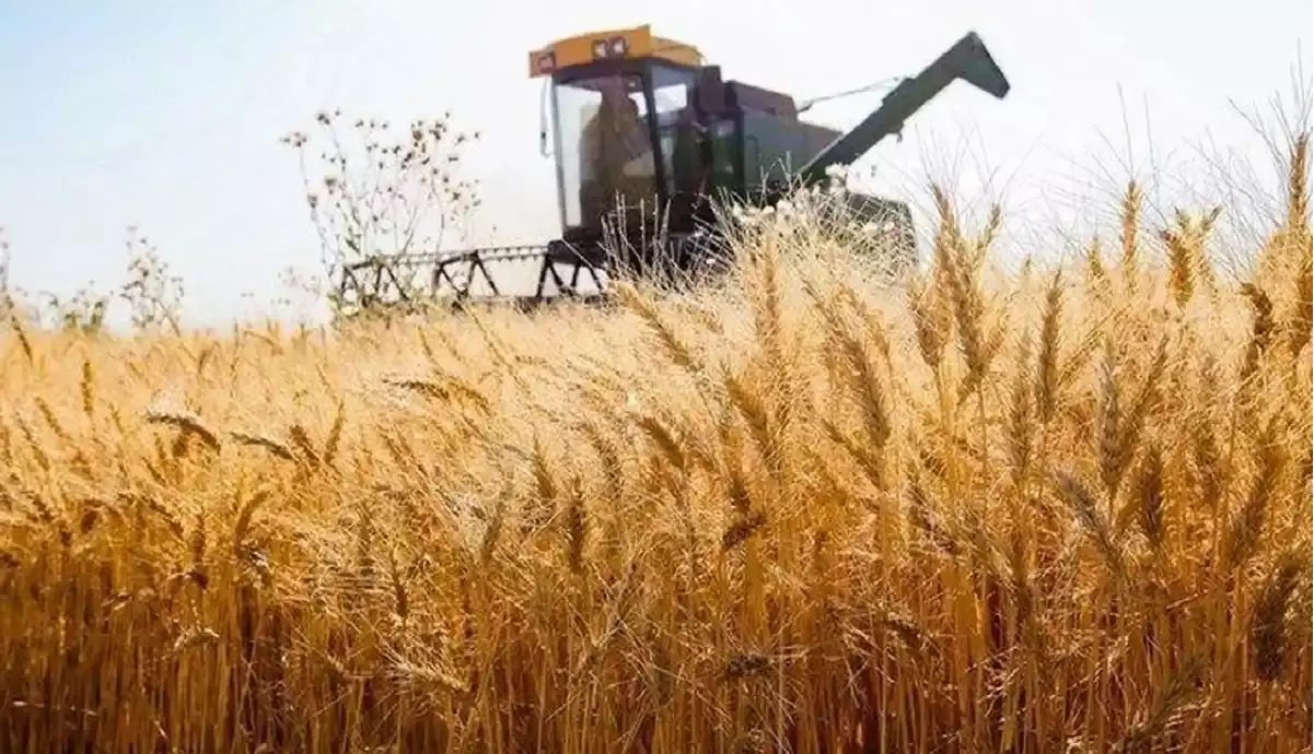 قیمت خرید تضمینی گندم نباید زیر 30 هزار تومان باشد