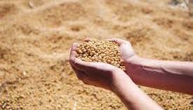 واردات نهاده‌ها رکورد زد؛ تراژدی کنجاله همچنان ادامه دارد