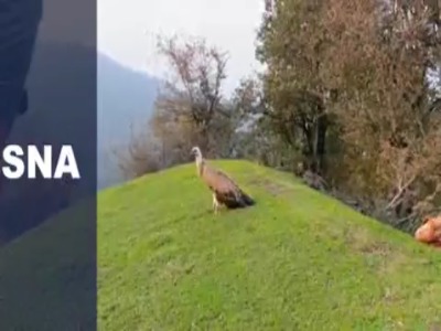 پرواز دوباره کرکس مصدوم بر فراز ارتفاعات گردنه حیران آستارا