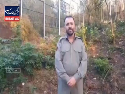 تلف شدن یک قلاده ببر در الیمالات نور - مازندران