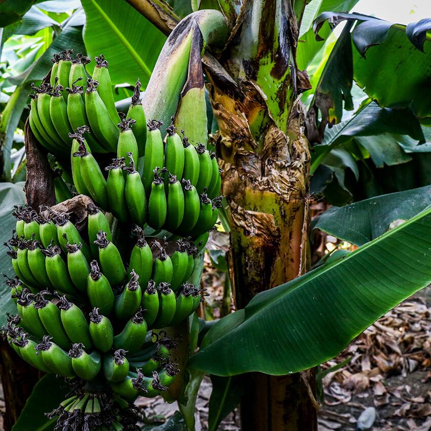 گمرک توقف واردات موز را تکذیب کرد