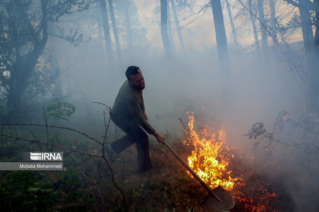 جنگل نور آتش گرفت