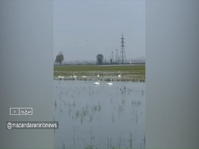 آغاز گردشگری زمستانه قو‌ها در مازندران