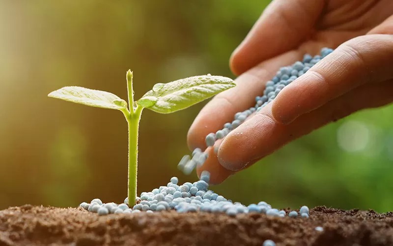 کود شیمیایی «نایاب» شد