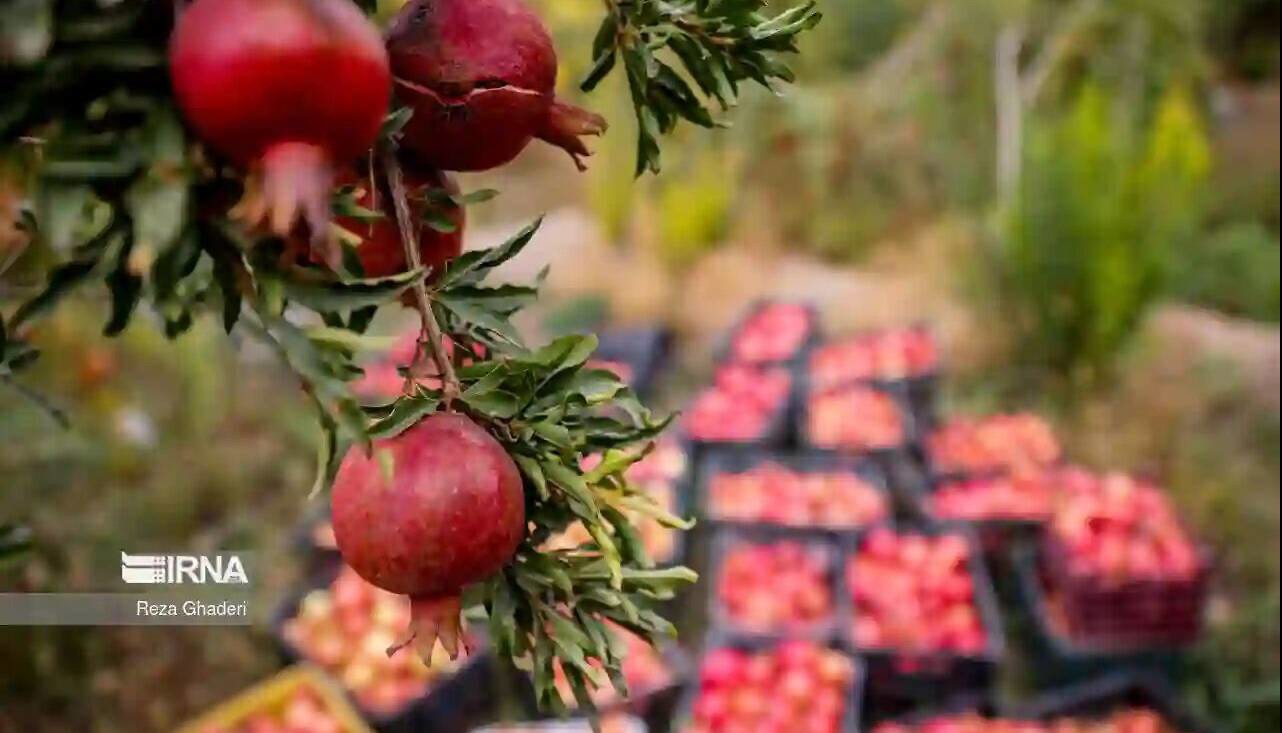 تولید یک میلیون و ۳۵۷ هزار تن انار/ بازار شب یلدا تامین است