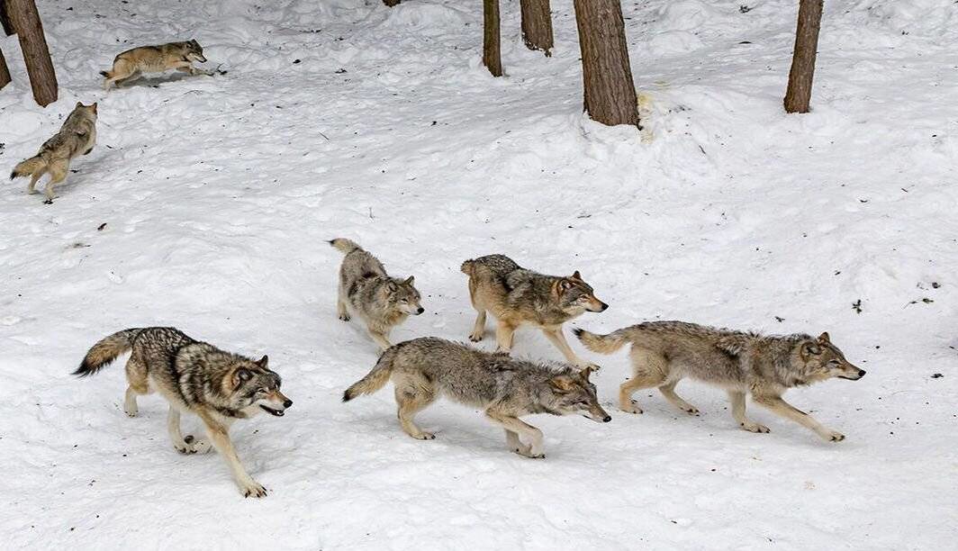 خطر نزدیک شدن حیوانات وحشی به مناطق مسکونی در سرمای هوا