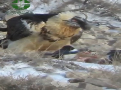 ثبت یک صحنه کم‌نظیر در حیات‌وحش ایران؛ هما میهمان عقاب شد، به صرف خوراک بره!