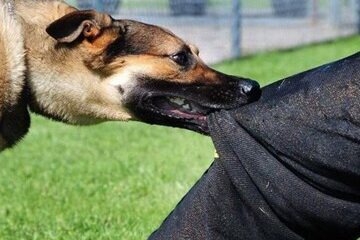 حمله دلخراش سگ‌های ولگرد به دختر دانشجو دانشگاه تبریز