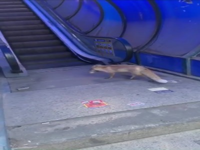 شکار موش توسط روباه در میدان ۷ تیر