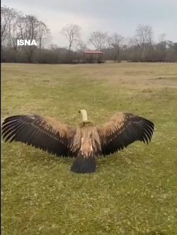 رهاسازی یک کرکس ارزشمند در طبیعت لیسار