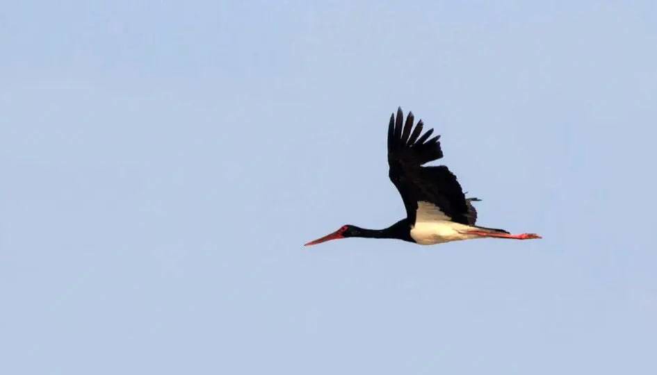 بازگشت امیدآفرین لک لک سیاه به سیستان و بلوچستان