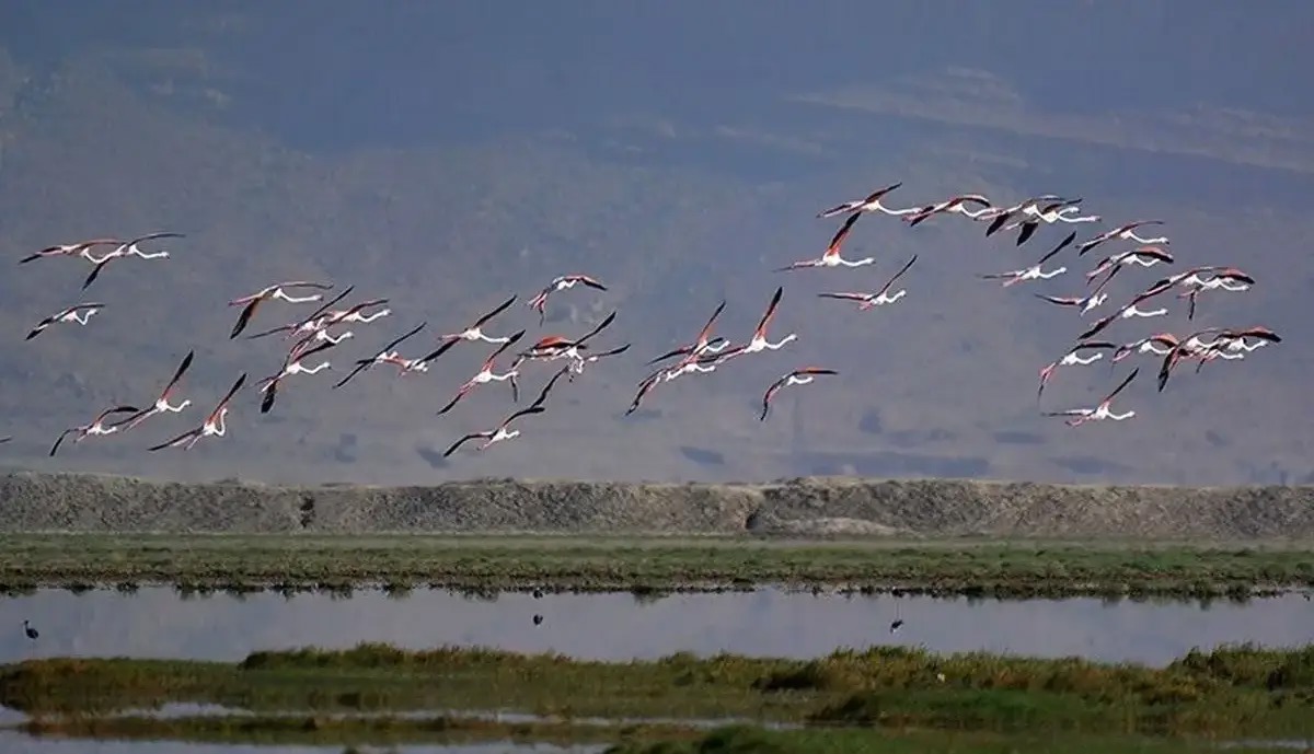 صدور سند ۱۶ تالاب به نام دولت