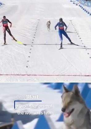 یک سگ از خط پایان المپیک عبور کرد