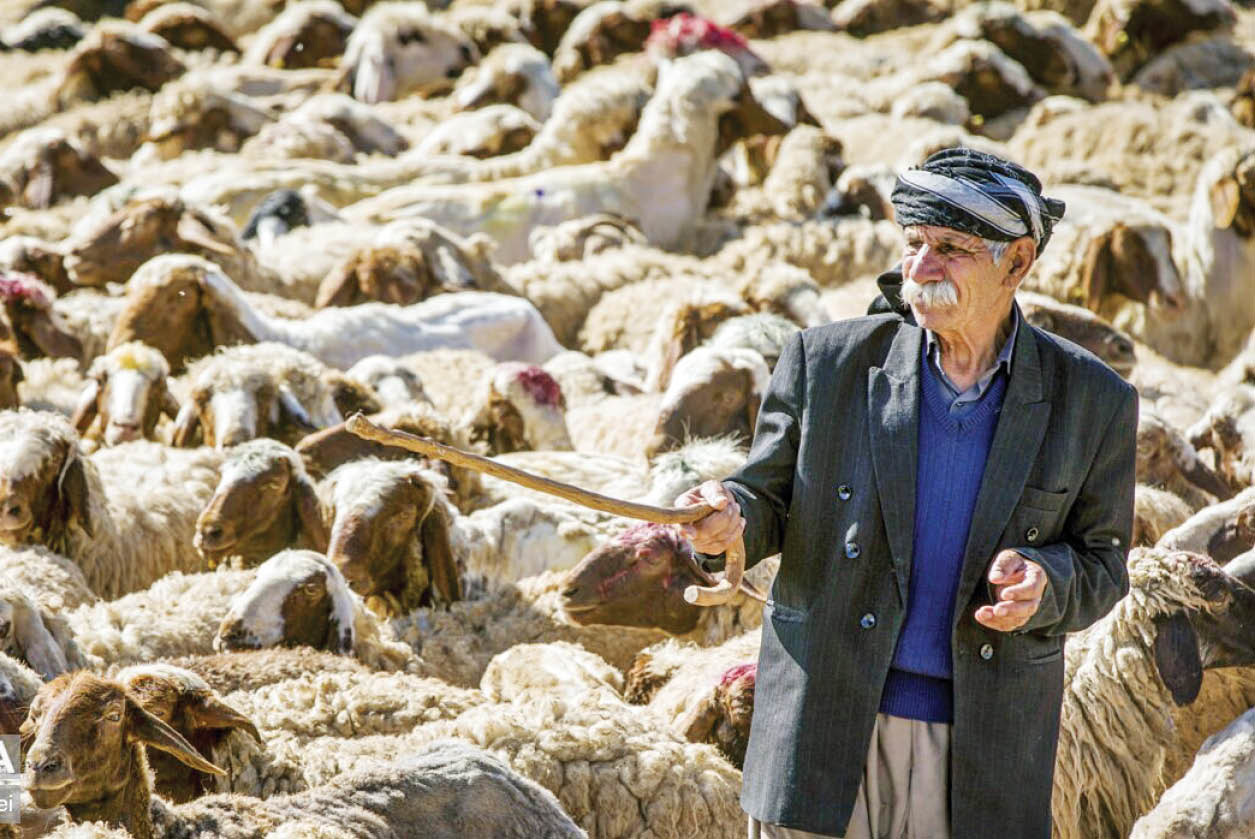 مزد دلاری برای ‌چوپان ایرانی