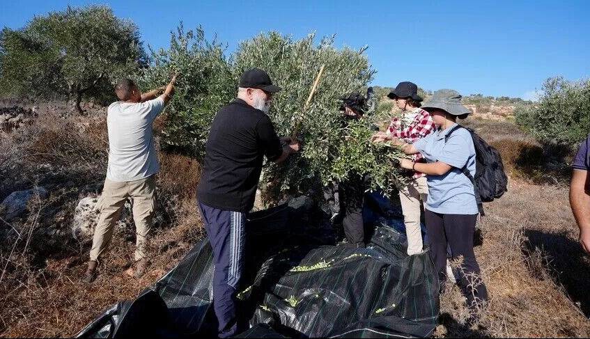 خاخام صهیونیست: زیتون‌های فلسطینیان را سرقت کنید