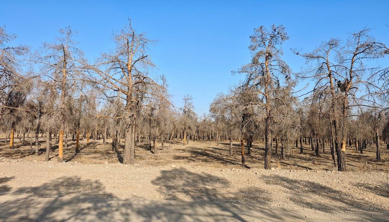 قطع ۲۵ هزار درخت در چیتگر تهران؛ علت چه بود؟
